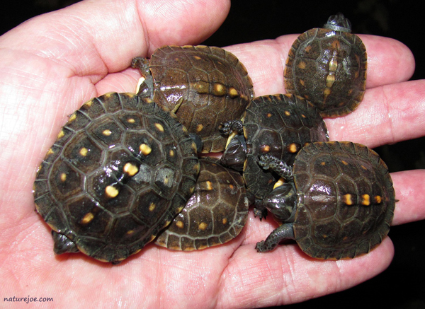 eastern box turtles