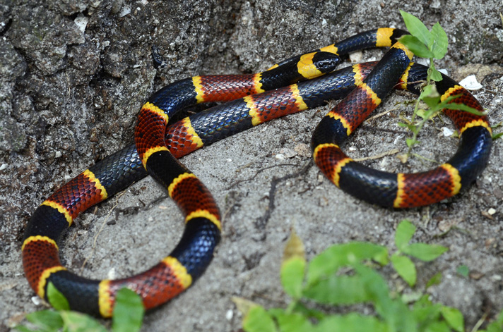 Coral snakes have some of the most potent venom of any snake.