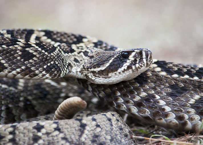 western diamondback rattlesnake venom