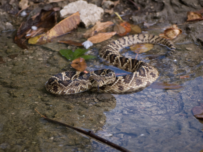 eastern diamondback rattlesnake