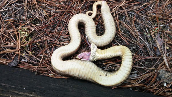 Eastern hognose playing dead