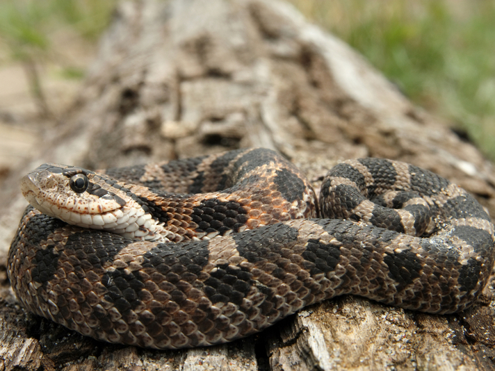 Eastern hognose snake