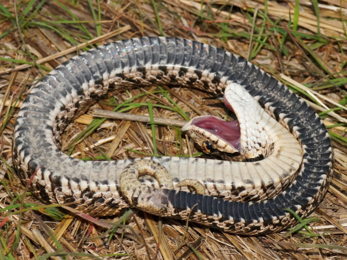 Hognose snake playing dead. Hognose snakes do this to make