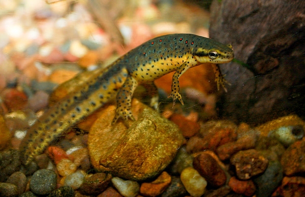 Red spotted newt, a subspecies of Eastern newt 