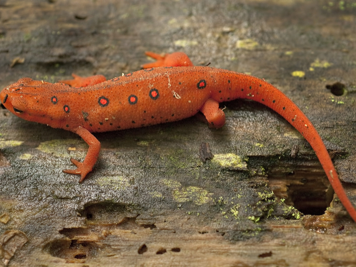 eastern newt