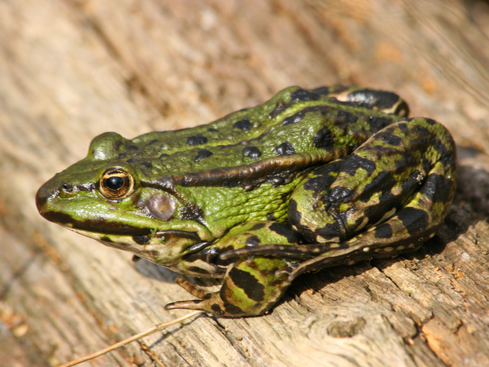 Edible frog