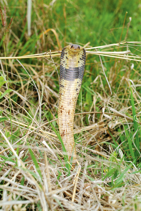 egyptian cobra