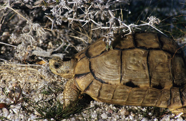 Egyptian tortoise