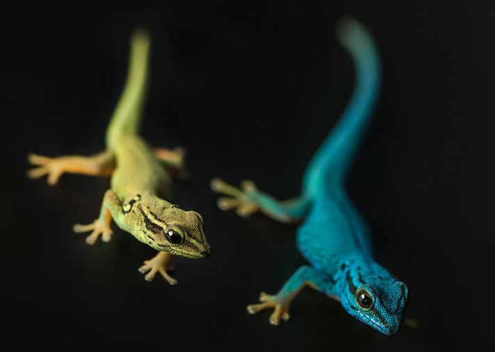 electric blue gecko male and female