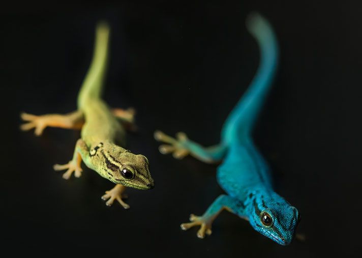 Electric Blue Day Gecko