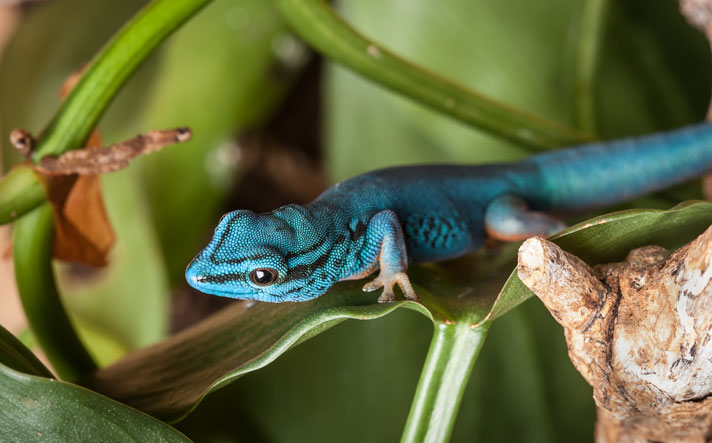 Electric blue gecko