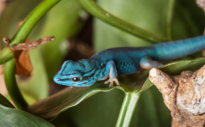 blue leopard gecko morphs