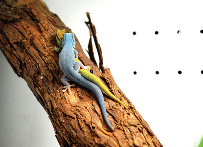 A mating pair of electric blue geckos