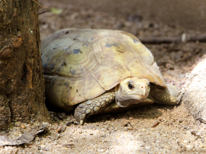 elongated tortoise