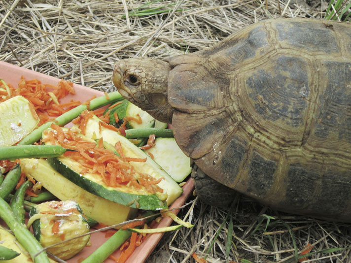 elongated tortoise feeding