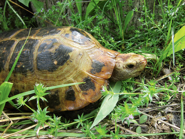 Elongated tortoise