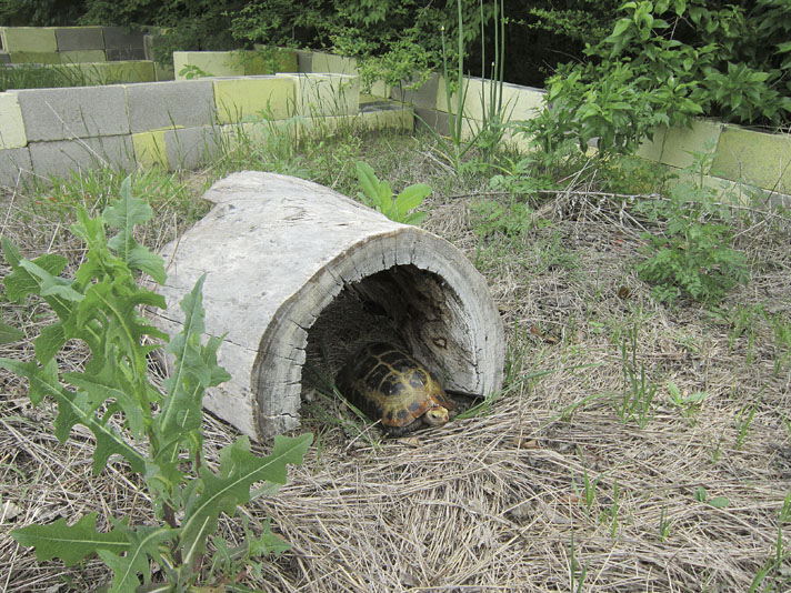 Elongated tortoise hides