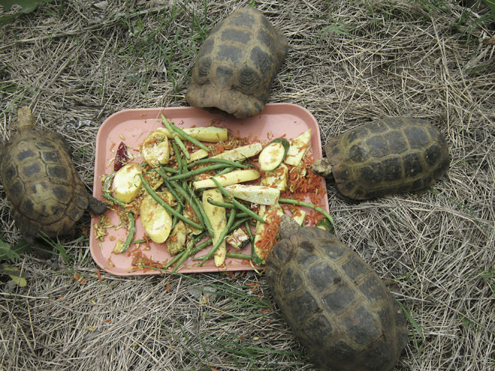 elongated tortoise feeding