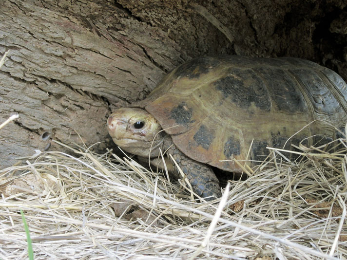 elongated tortoise
