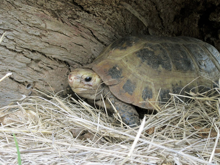 Elongated Tortoise Information And Care Reptiles Magazine