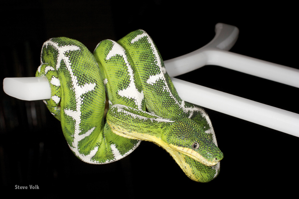 Emerald tree boa