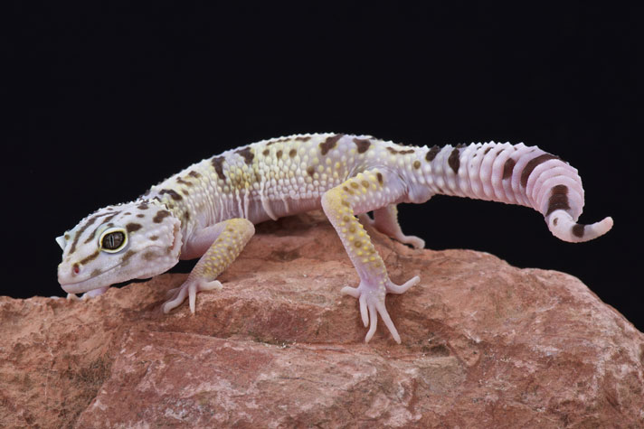 fat-tailed gecko