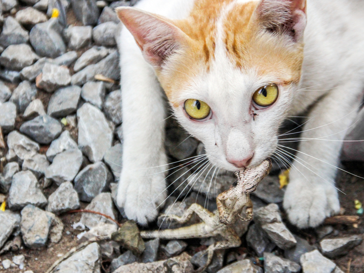 Feral cat with lizard