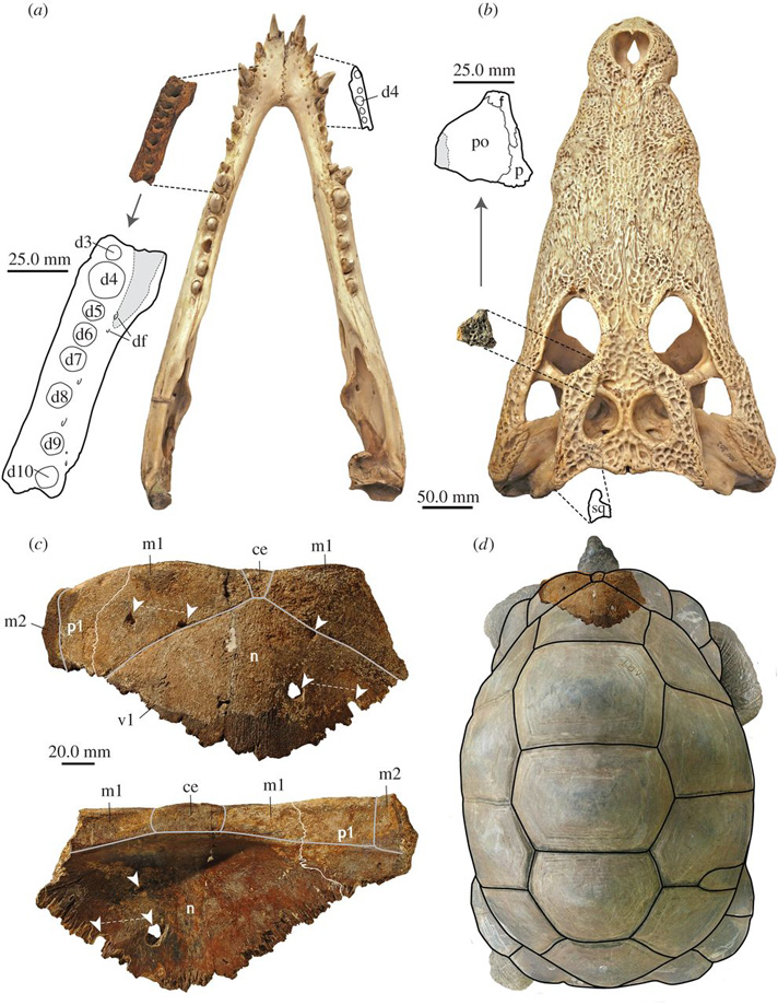 ancient croc fossils and giant tortoise fossils.