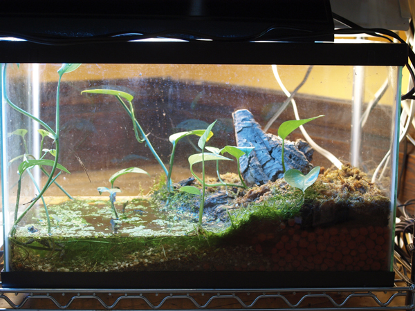 Fire bellied toad enclosure