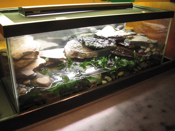 fire bellied toad setup