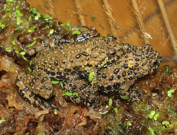 Fire-bellied toads