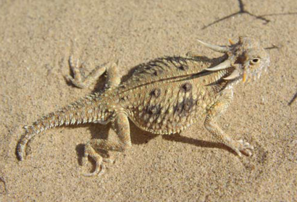 fat tailed horn lizard