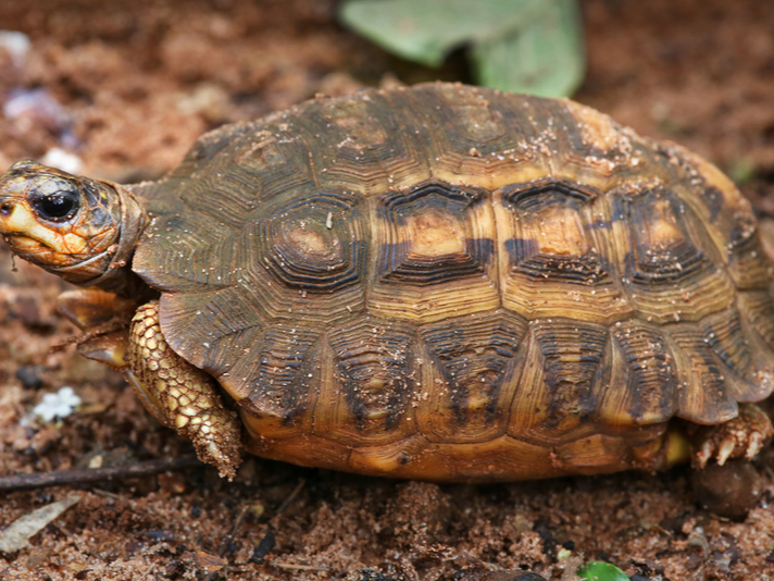 Flat-tailed spider tortoise