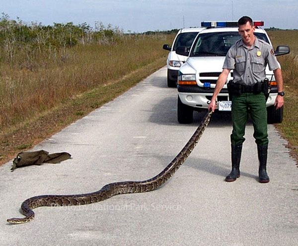 National Park Service employee with Burmese python