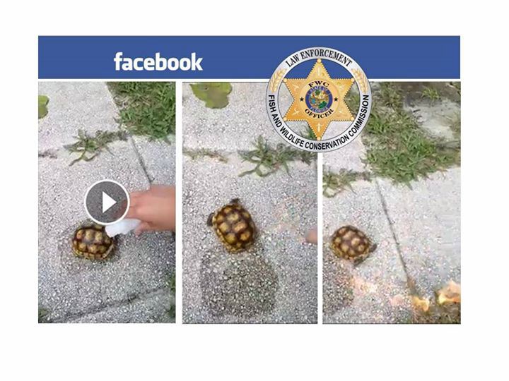 Gopher tortoise tortured to death