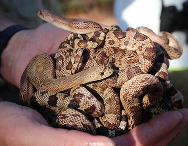 Florida pine snakes