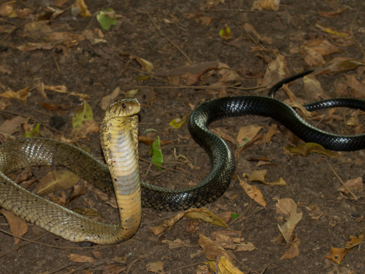 Forest cobra