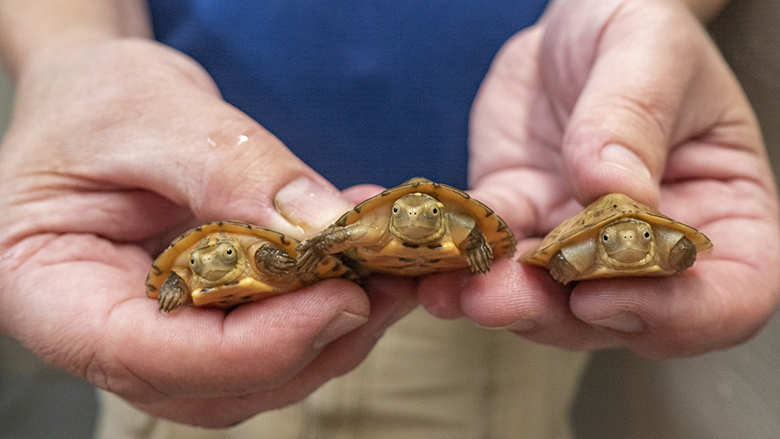 four-eyed turtles