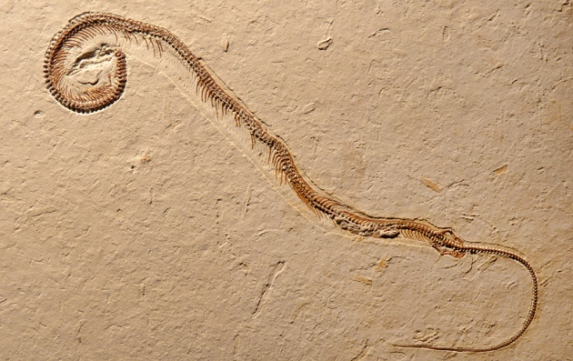 four legged fossil snake
