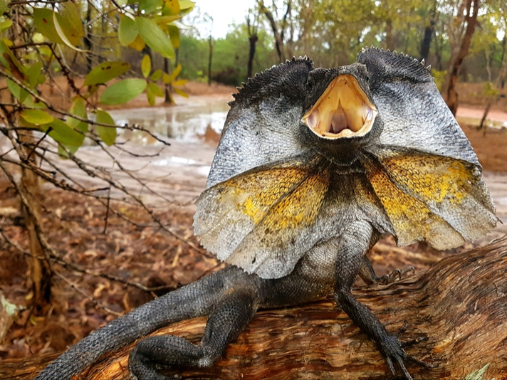 Coolest looking sale reptiles