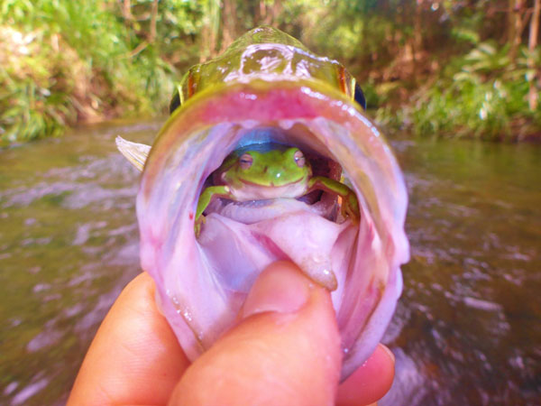 green tree frog in fish's mouth