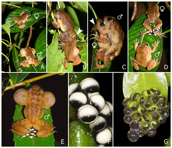 Bombay night frog ,Nyctibatrachus humayuni)