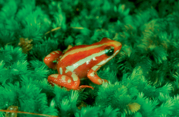 frog on moss