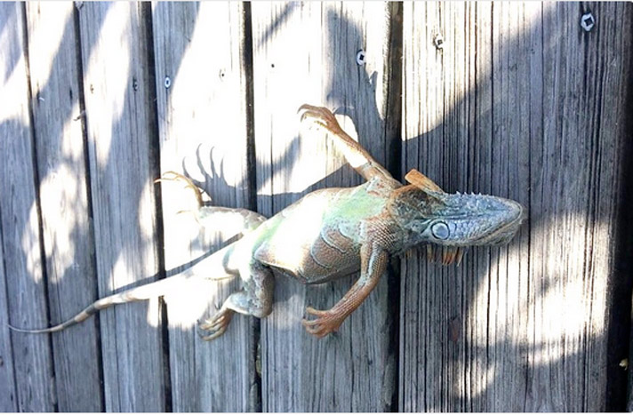 A cold stunned iguana in south Florida.