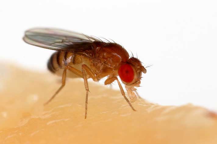 How to Make Fruit Fly Cultures! 