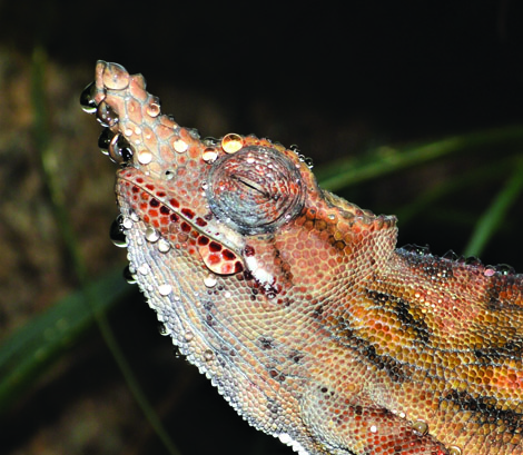 Furcifer minor