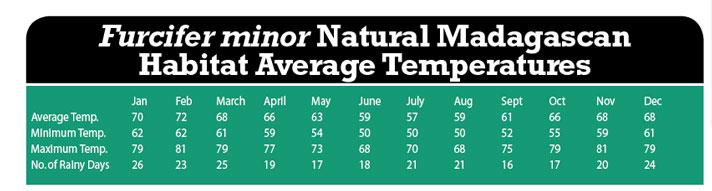 Furcifer minor temperatures