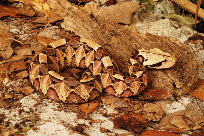 Gaboon viper