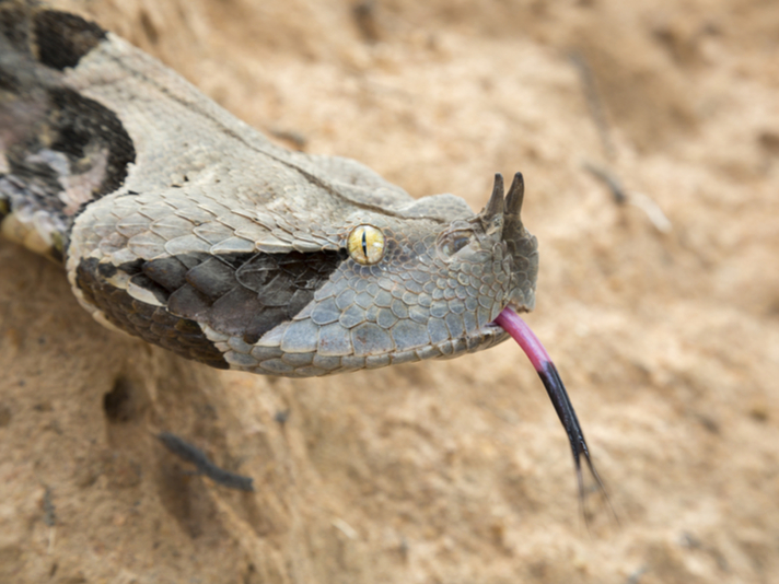 Gaboon viper