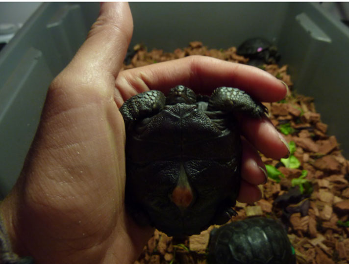 Galapagos tortoise hatchling 